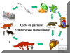 lifecycle2_fr.gif (40098 octets)